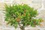6 - Bonsai di Melograno nano (153)
