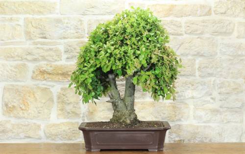 1 - Bonsai di Quercia - Leccio (95)