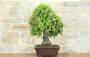 2 - Bonsai di Quercia - Leccio (95)