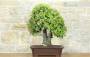 3 - Bonsai di Quercia - Leccio (95)