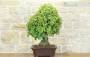 4 - Bonsai di Quercia - Leccio (95)