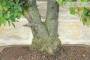 5 - Bonsai di Quercia - Leccio (95)