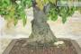 6 - Bonsai di Quercia - Leccio (95)