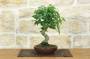 1 - Bonsai di Zelkova Serrata (1)