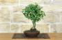 2 - Bonsai di Zelkova Serrata (1)