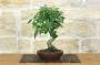 3 - Bonsai di Zelkova Serrata (1)