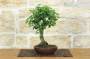 4 - Bonsai di Zelkova Serrata (1)
