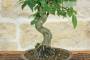 5 - Bonsai di Zelkova Serrata (1)