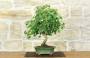 1 - Bonsai di Acero Tridente (34)
