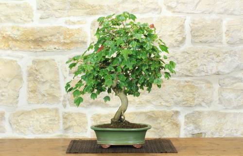 1 - Bonsai di Acero Tridente (34)