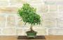 2 - Bonsai di Acero Tridente (34)