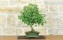 3 - Bonsai di Acero Tridente (34)