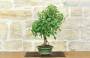 4 - Bonsai di Acero Tridente (34)