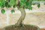 5 - Bonsai di Acero Tridente (34)