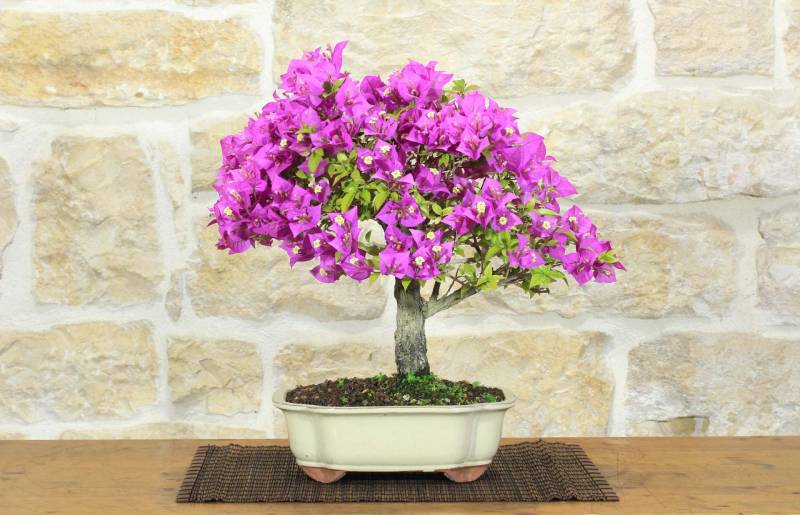 1 - Bonsai di Bougainvillea Sanderiana (139)