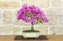1 - Bonsai di Bougainvillea Sanderiana (139)