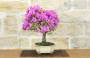 2 - Bonsai di Bougainvillea Sanderiana (139)