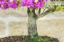 5 - Bonsai di Bougainvillea Sanderiana (139)