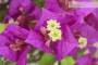 7 - Bonsai di Bougainvillea Sanderiana (139)