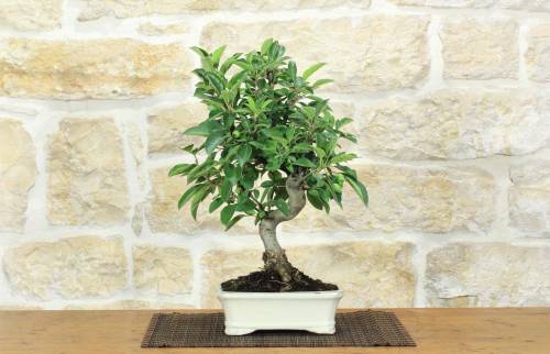 1 - Bonsai di Melo da fiore (150)