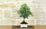 2 - Bonsai di Melo da fiore (150)