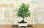 3 - Bonsai di Melo da fiore (150)