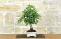 4 - Bonsai di Melo da fiore (150)