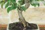 5 - Bonsai di Melo da fiore (150)