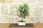 1 - Bonsai di Olivo da frutto in vaso smaltato - età 8 anni