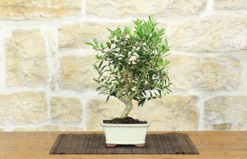1 - Bonsai di Olivo da frutto in vaso smaltato - età 8 anni