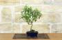2 - Bonsai di Olivo da frutto in vaso smaltato - età 8 anni