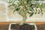 3 - Bonsai di Olivo da frutto in vaso smaltato - età 8 anni