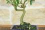 4 - Bonsai di Olivo da frutto in vaso smaltato - età 8 anni