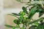 5 - Bonsai di Olivo da frutto in vaso smaltato - età 8 anni