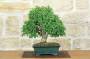 1 - Bonsai di Olmo Campestre (64)