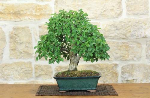 1 - Bonsai di Olmo Campestre (64)