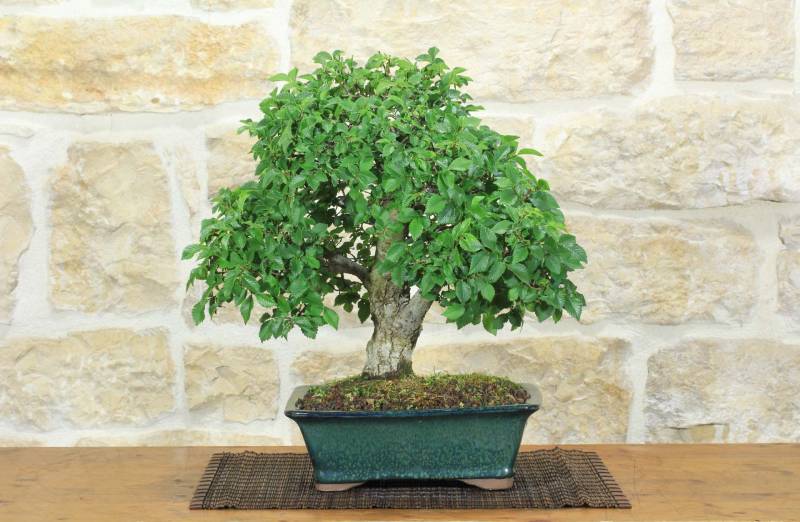 1 - Bonsai di Olmo Campestre (64)