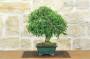 2 - Bonsai di Olmo Campestre (64)