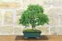 3 - Bonsai di Olmo Campestre (64)