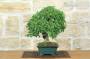 4 - Bonsai di Olmo Campestre (64)