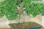 5 - Bonsai di Olmo Campestre (64)