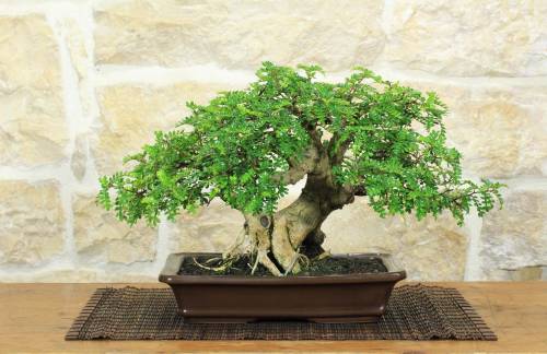 1 - Bonsai di Pepe Giapponese (96)