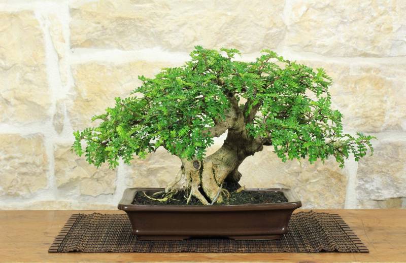1 - Bonsai di Pepe Giapponese (96)
