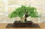 1 - Bonsai di Pepe Giapponese (96)