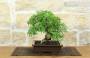 2 - Bonsai di Pepe Giapponese (96)