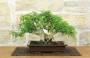 3 - Bonsai di Pepe Giapponese (96)