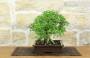 4 - Bonsai di Pepe Giapponese (96)