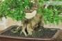 5 - Bonsai di Pepe Giapponese (96)