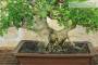 6 - Bonsai di Pepe Giapponese (96)