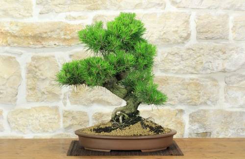 1 - Bonsai di Pino Nero Thunbergii (90)